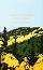 Leaves of Grass - Walt Whitman - 
