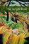 Oxford Bookworms Library - ���� 2 (A2/B1): The Jungle Book - �����