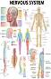 Nervous System - 50 x 70 cm - 