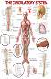 The Circulatory System - 80 x 100 cm - 