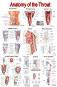 Anatomy of the Throat - 50 x 70 cm - 