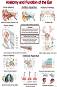 Anatomy and Function of the Ear - 50 x 70 cm - 