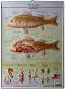    :  - 53.5 x 73.5 cm - 
