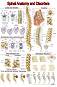 Spinal Anatomy and Disorders - 50 x 70 cm - 