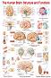 The Human Brain: Structure and Functions - 50 x 70 cm - 