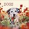 ������ �������� - Dogs 2026 - ��������