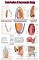 Dental Anatomy & Neurovascular Supply - 80 x 100 cm - 