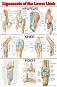 Ligaments of the Lower Limb - 80 x 100 cm - 
