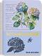     - Botanical :  A5    - 80, 105  140  - 