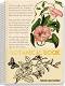    - Botanical :  A4    - 80, 105  140  - 