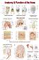 Anatomy & Function of the Nose - 50 x 70 cm - 