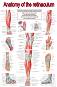 Anatomy of the retinaculum - 80 x 100 cm - 