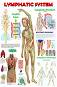 Lymphatic System - 80 x 100 cm - 