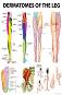Dermatomes of the Leg - 80 x 100 cm - 