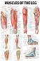 Muscles of the Leg - 50 x 70 cm - 