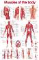 Muscles of the body - 50 x 70 cm - 