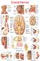 Cranial Nerves - 80 x 100 cm - 