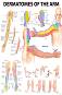 Dermatomes of the Arm - 50 x 70 cm - 