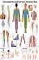 Dermatomes and Nerves: Sensory Map - 50 x 70 cm - 