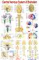 Central Nervous System & Brainstem - 50 x 70 cm - 