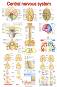Central Nervous System Anatomy - 50 x 70 cm - 