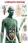 Lymphatic System - 50 x 70 cm - 
