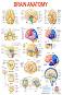 Brain Anatomy - 50 x 70 cm - 