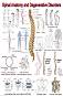 Spinal Anatomy and Degenerative Disorders - 80 x 100 cm - 