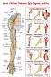 Nerves of the Arm: Distribution, Spinal Segment, and Palsy - 80 x 100 cm - 