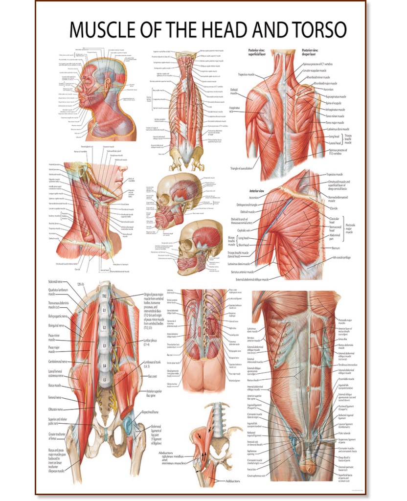 Muscle of the Head and Torso - 50 x 70 cm - 