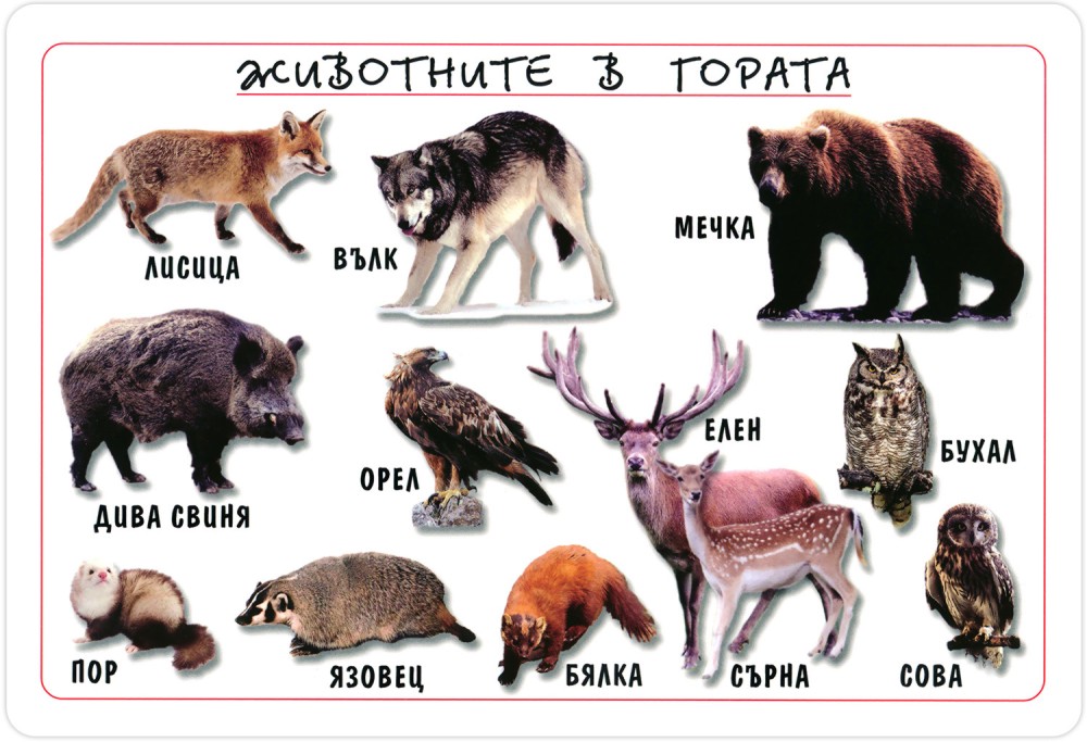 Мини табло: Животните в гората - табло