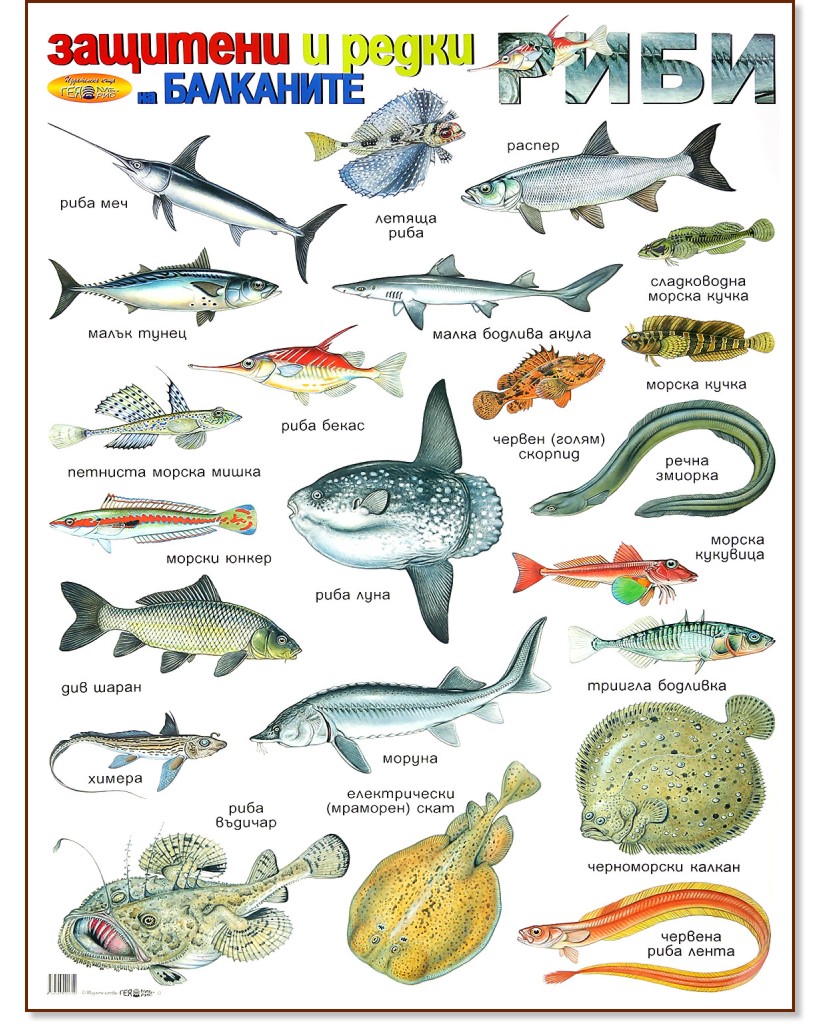 Защитени и редки риби на Балканите - стенно учебно табло - 53 x 78 cm - табло