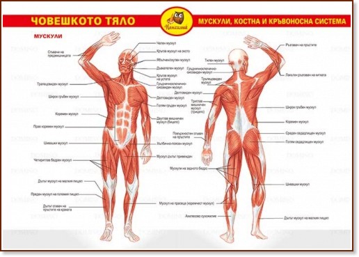 Помагалник по биология: Човешкото тяло - учебно табло A4 - табло