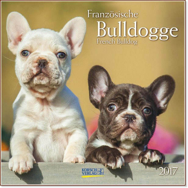   - Franzosische Bulldogge 2017 - 