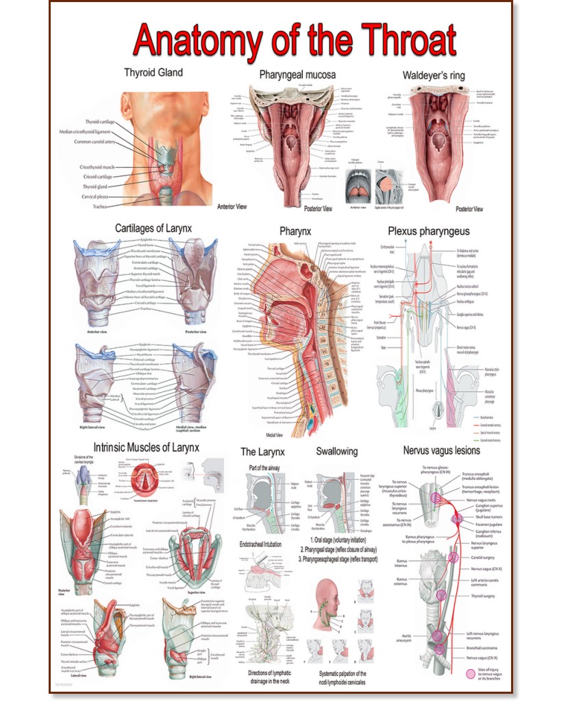 Anatomy of the Throat - 50 x 70 cm - 