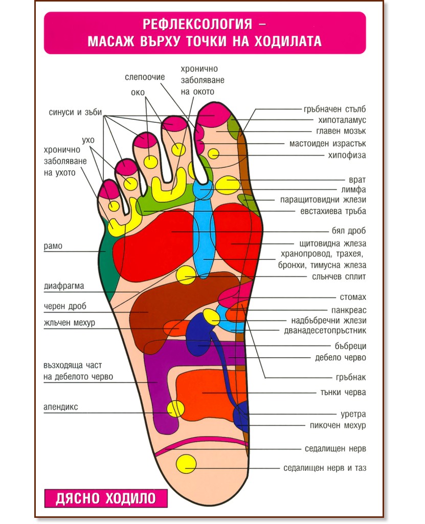 Мини табло: Рефлексология - масаж върху точки на стъпалата - табло
