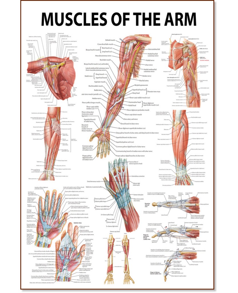 Muscles of the Arm - 80 x 100 cm - 