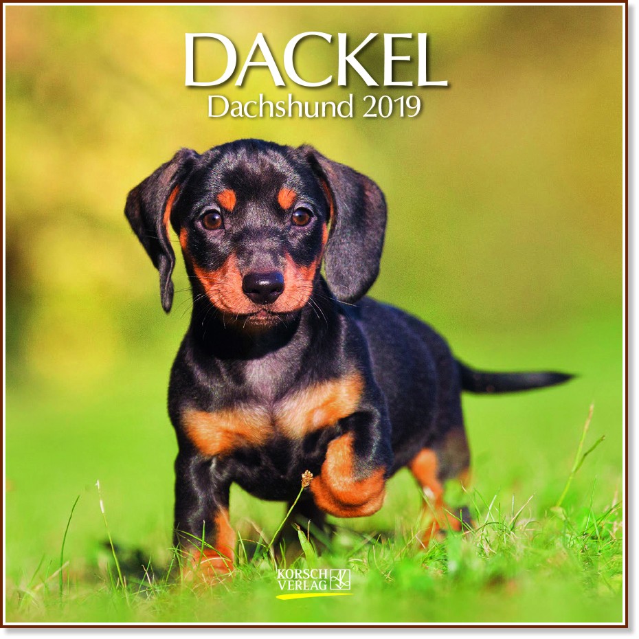   - Dackel 2019 - 