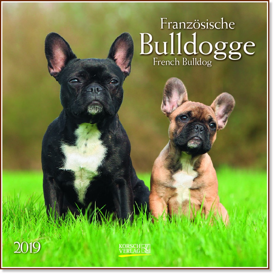   - Franzosische Bulldogge 2019 - 