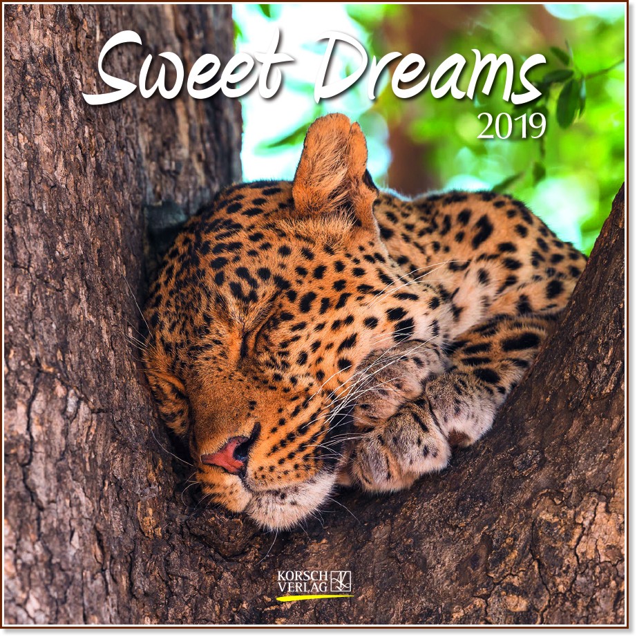   - Sweet Dreams 2019 - 