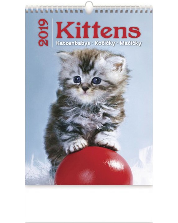   - Kittens 2019 - 