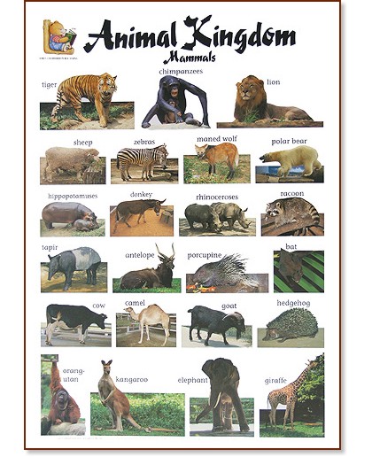 Animal Kingdom. Mammals:      - 52 x 77 cm - 