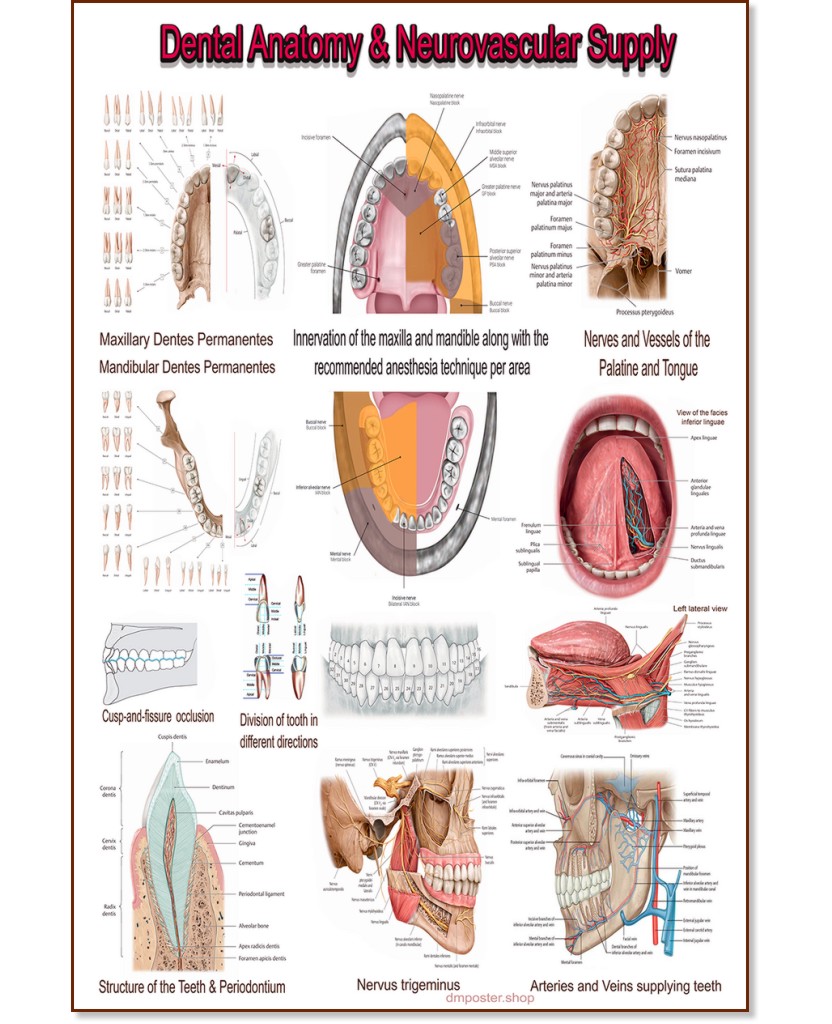 Dental Anatomy & Neurovascular Supply - 50 x 70 cm - 