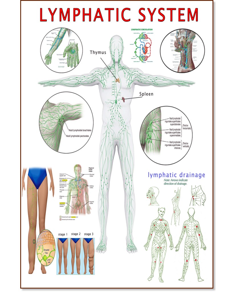 Lymphatic System - 80 x 100 cm - 