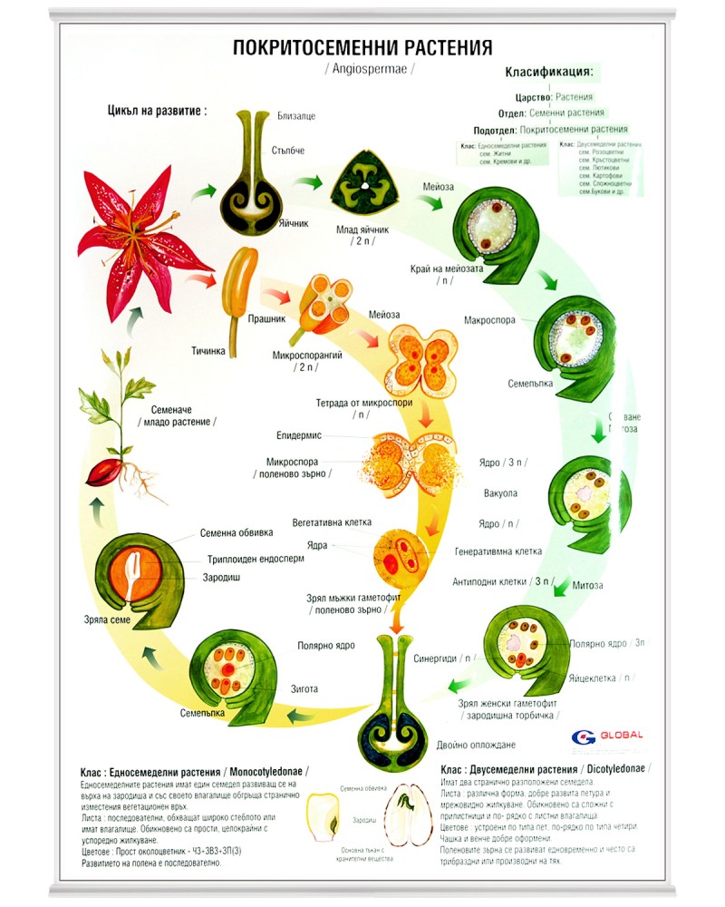 Учебно табло: Покритосеменни растения - табло