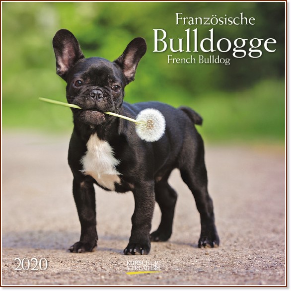   - French Bulldog 2020 - 