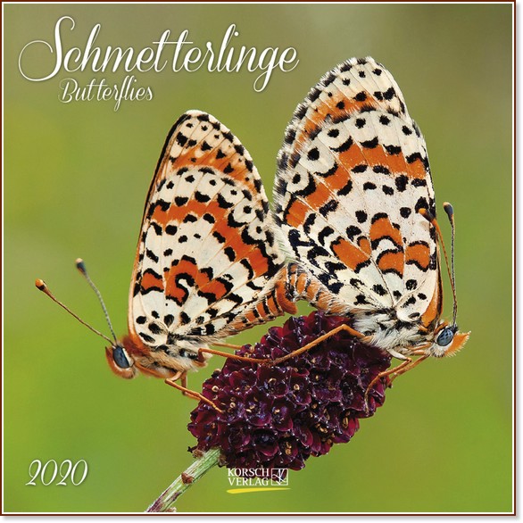   - Butterflies 2020 - 