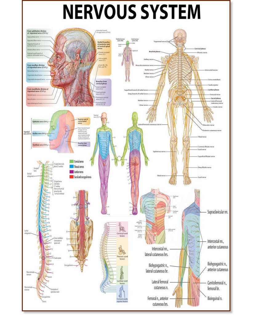 Nervous System - 80 x 100 cm - 