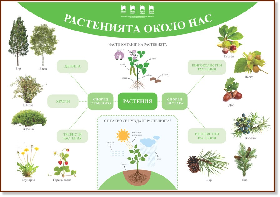 Растенията около нас: Двустранно табло по околен свят за 1. клас - Людмила Зафирова - табло