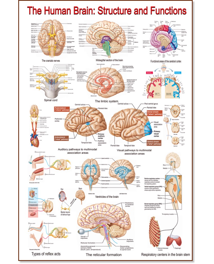 The Human Brain: Structure and Functions - 50 x 70 cm - 